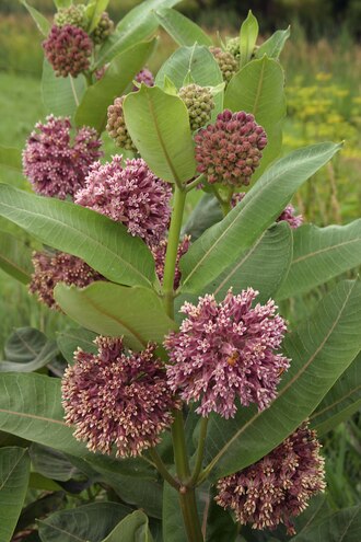 Common Milkweed (Asclepias syriaca) - 1 gallon -Ship Only