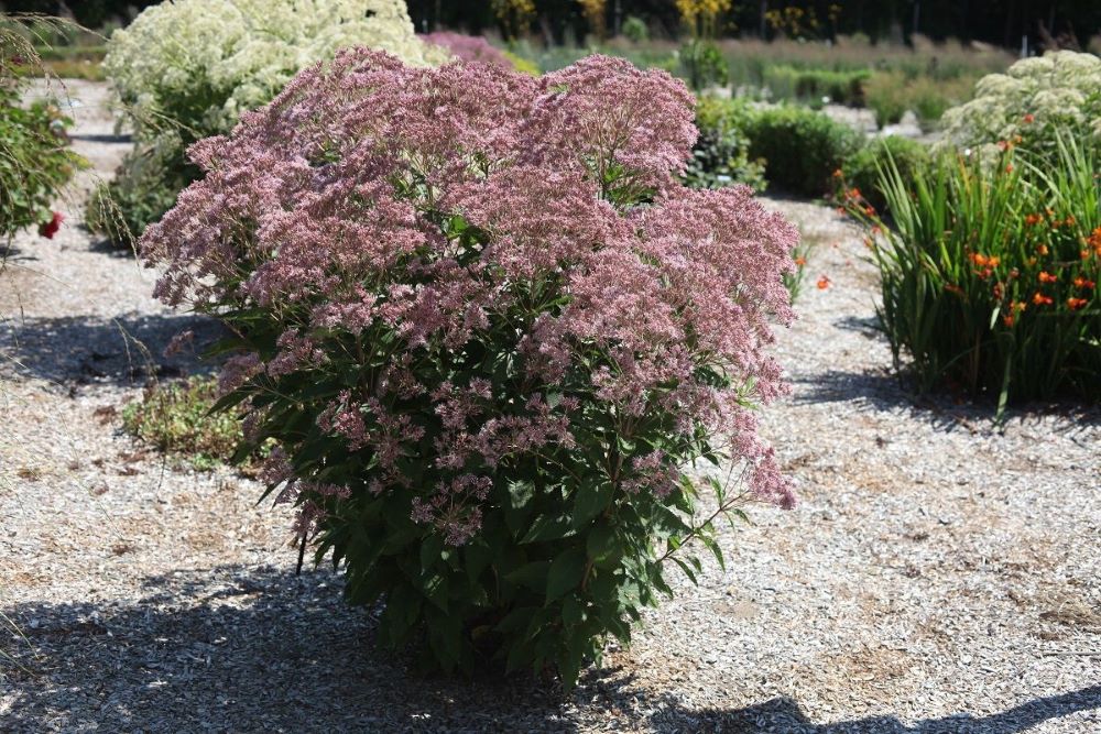 Rosie Josie™ Joe-Pye (Eupatorium x 'Rosie Josie') - 2 gallon -Ship Only