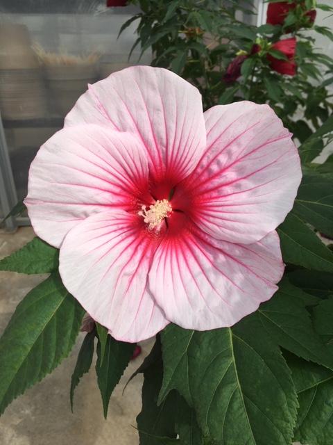 Moonshadow™ Rosita Rose Mallow (Hibiscus rosita) - 2 gallon -Ship Only