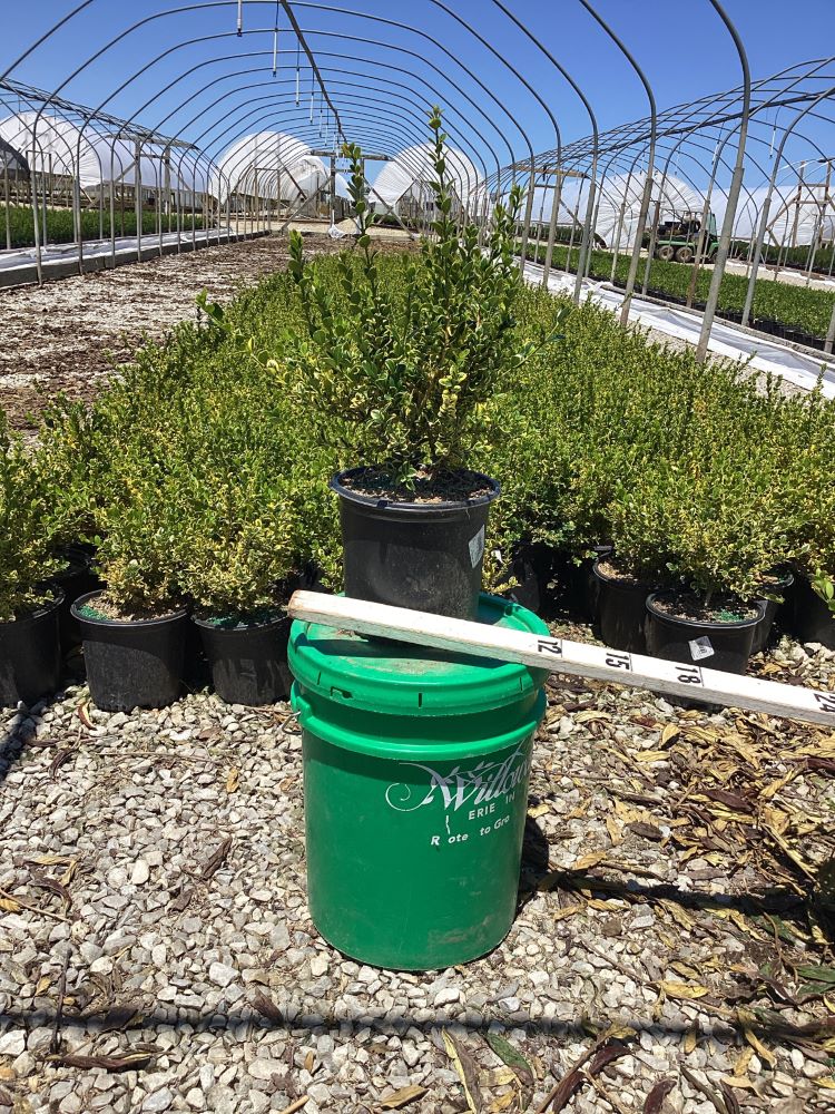 Gold Gem Variegated Boxwood (Buxus 'Gold Gem') - 1 gallon 8" -Ship Only