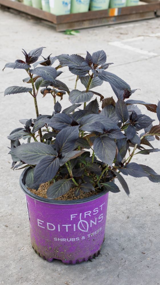 Eclipse® Bigleaf Hydrangea (Hydrangea macrophylla 'Eclipse') - 2 gallon -Ship Only