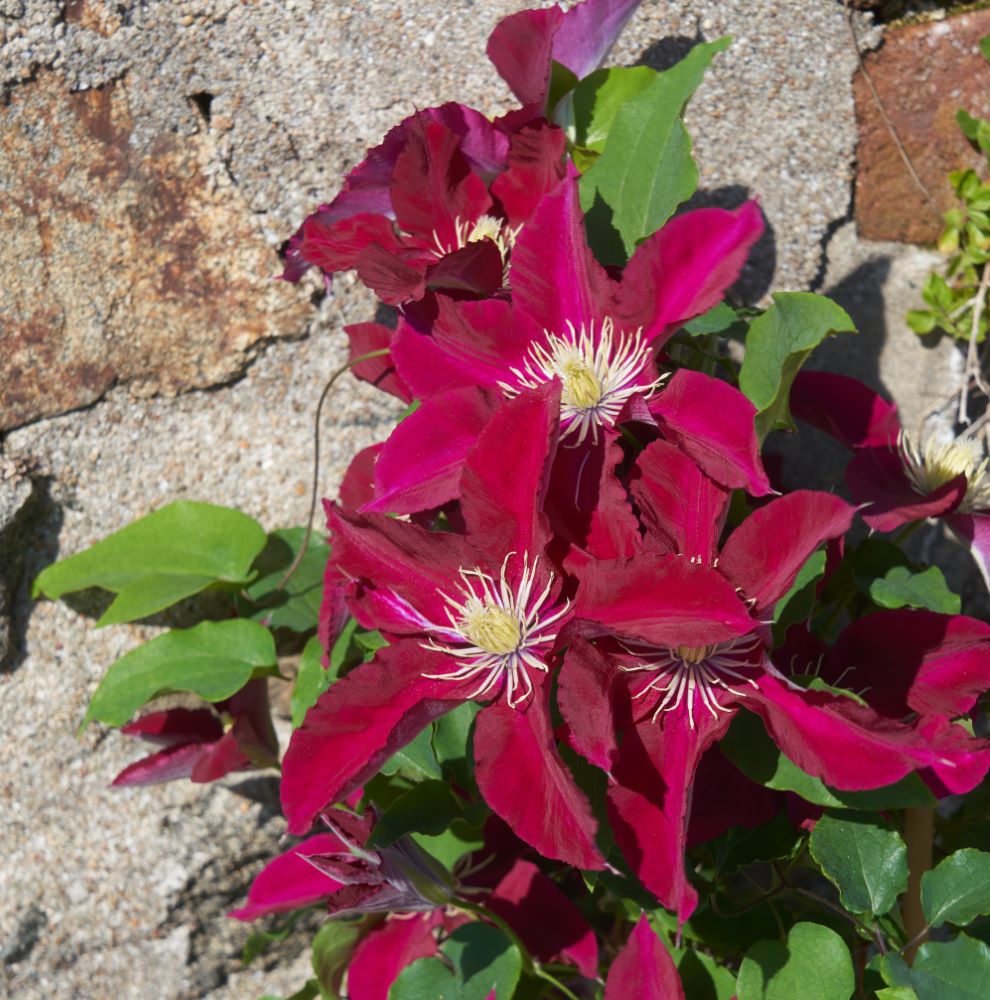 Elpis™ Clematis  (Clematis elpis) - 1 gallon -Ship Only