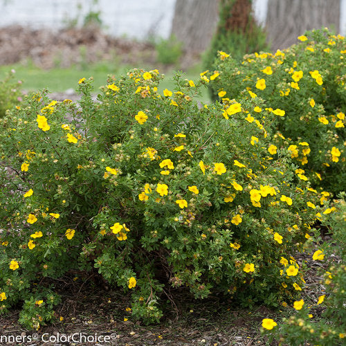 Happy Face® Yellow Cinquefoil (Potentilla 'Happy Face Yellow') - 2 gallon 12" -Ship Only