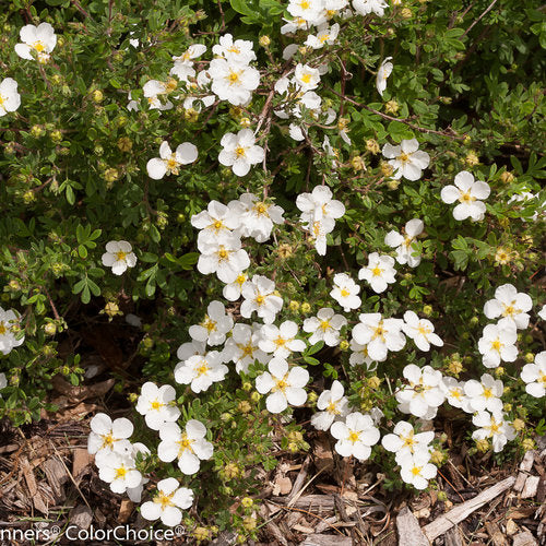 Happy Face® White Cinquefoil (Potentilla 'Happy Face White') - 2 gallon 12" -Ship Only