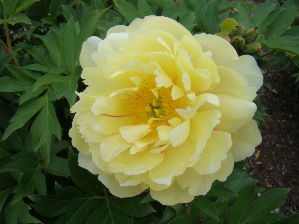 Garden Candy® Pineapple Fizz™ Itoh Peony (Paeonia 'I Pineapple Fizz') - 2 gallon -Ship Only