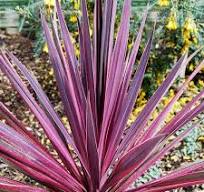 Paso Doble Cordyline (Cordyline paso 'Doble') - 1 gallon -Ship Only