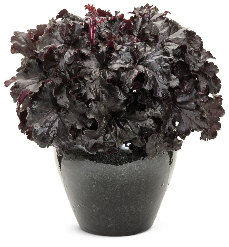 Dressed Up® 'Evening Gown' Coral Bells  (Heuchera 'Hybrid Evening Gown') - 1 gallon -Ship Only
