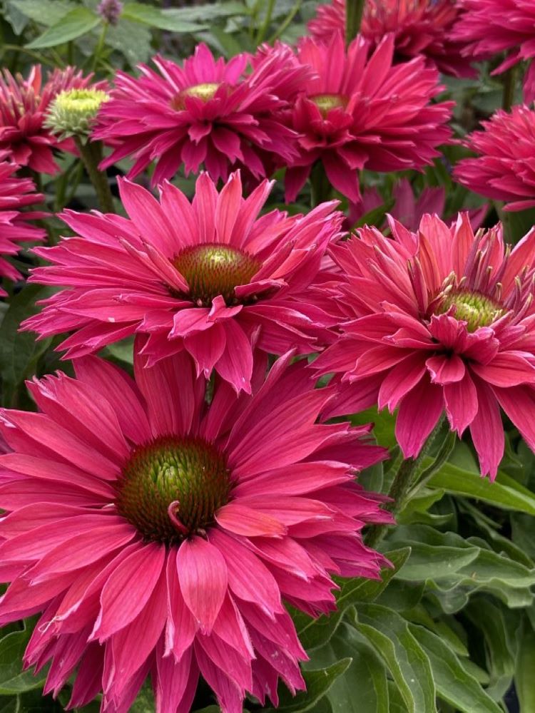 Sunseekers™ ‘Sweet Fuchsia’ Coneflower (Echinacea Sunseekers 'Sweet Fuchsia') - half gallon -Ship Only