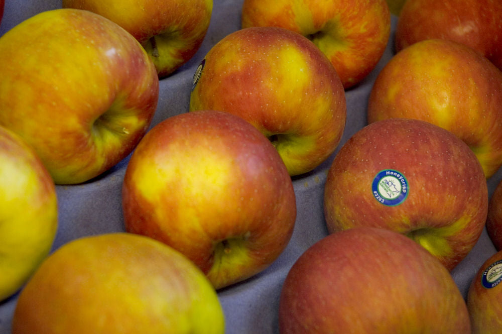 Honeycrisp Apple (Malus 'Fruit Honeycrisp') - 5 gallon 60" -Ship Only
