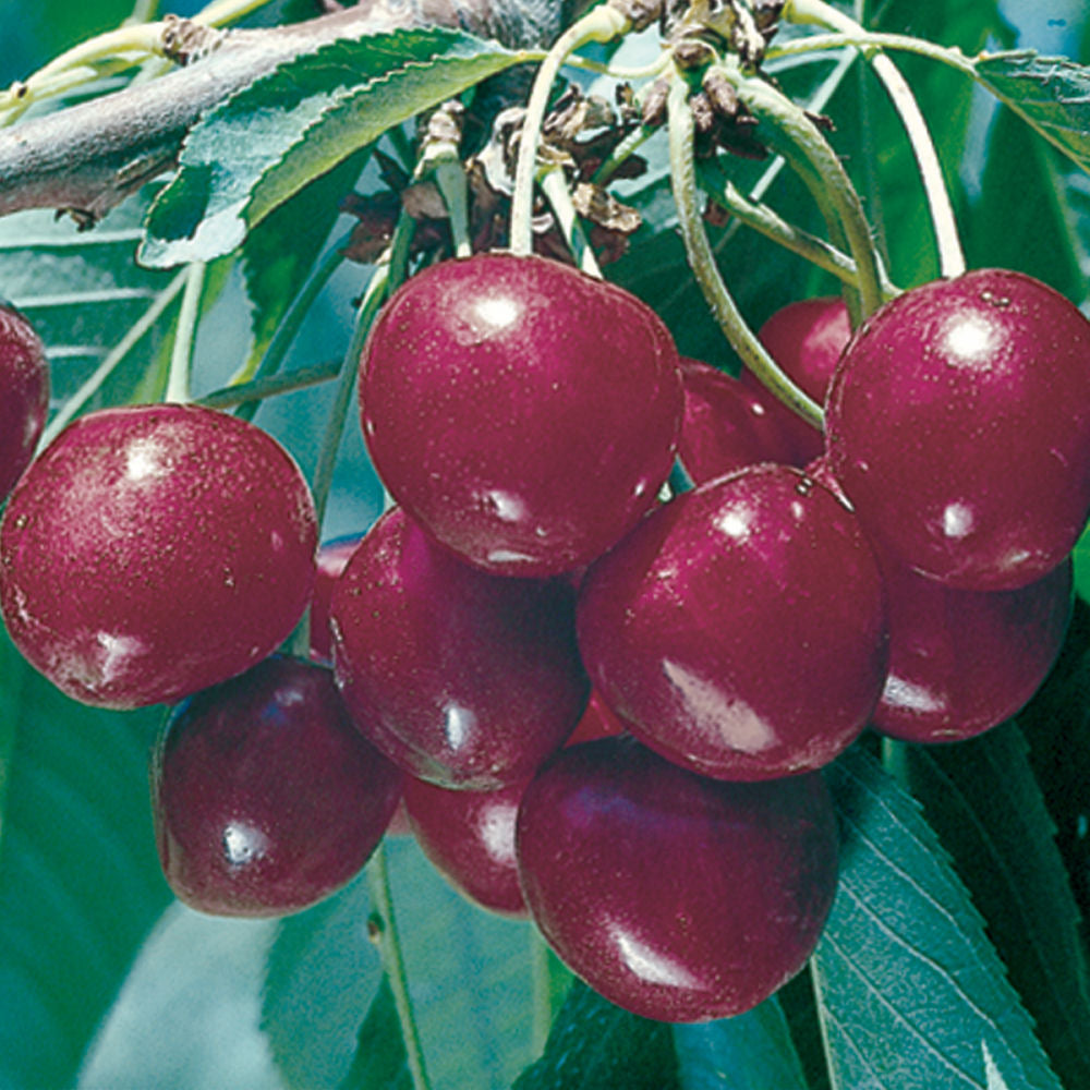 Bing Sweet Cherry (Prunus avium 'Bing') - 5 gallon 60" -Ship Only