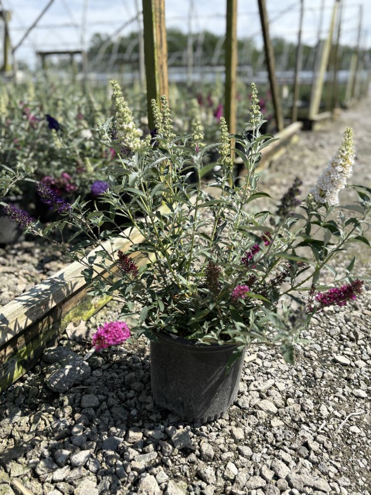 Buddleia Perfecta Trifecta (Buddleia davidii BUZZ series ‘Sky Blue’, ‘Hot Raspberry’, “ivory’) - 1 gallon -Ship Only
