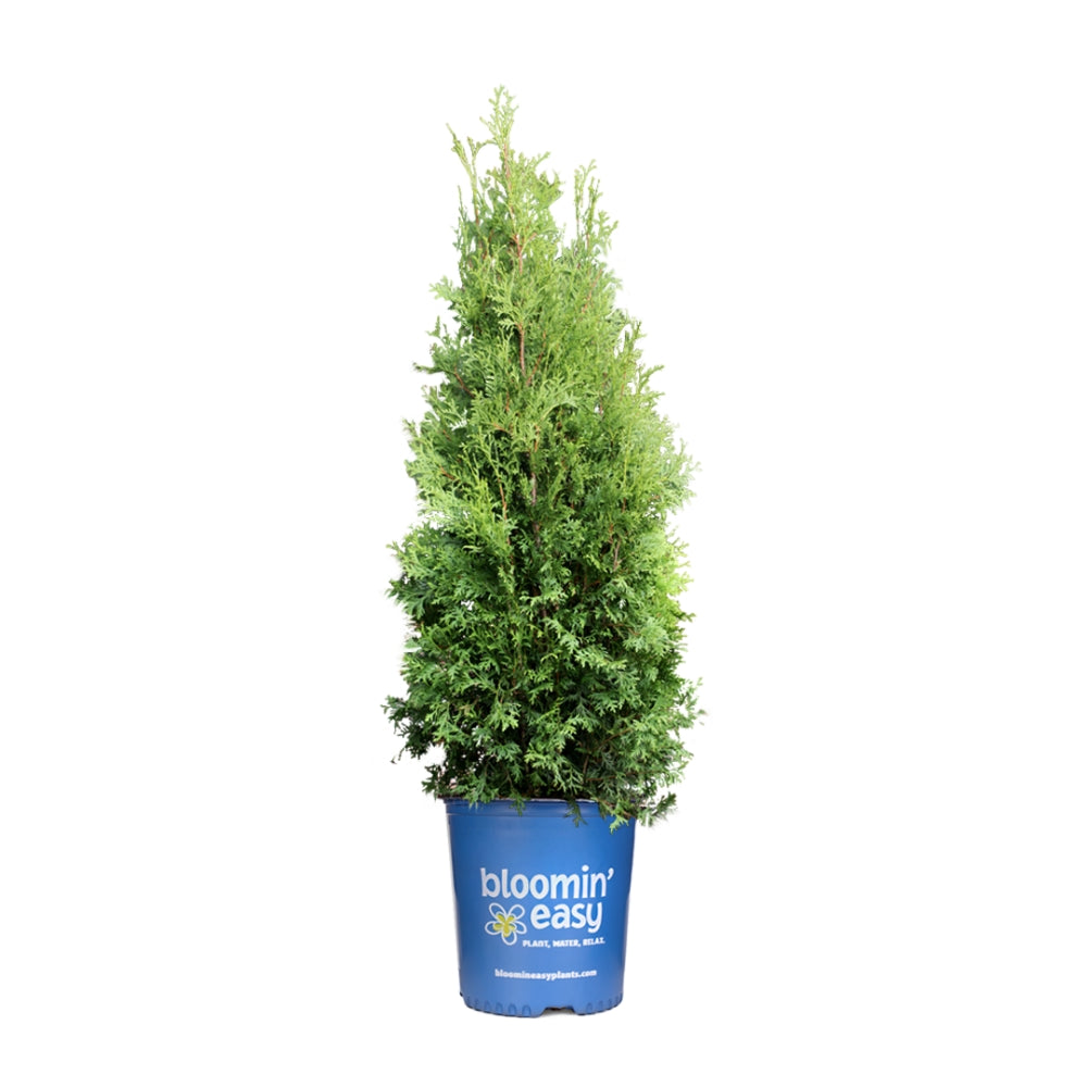 Private Jet™ Arborvitae (Thuja occidentalis Private Jet  'King of Brabant') - 3 gallon 18" -Ship Only