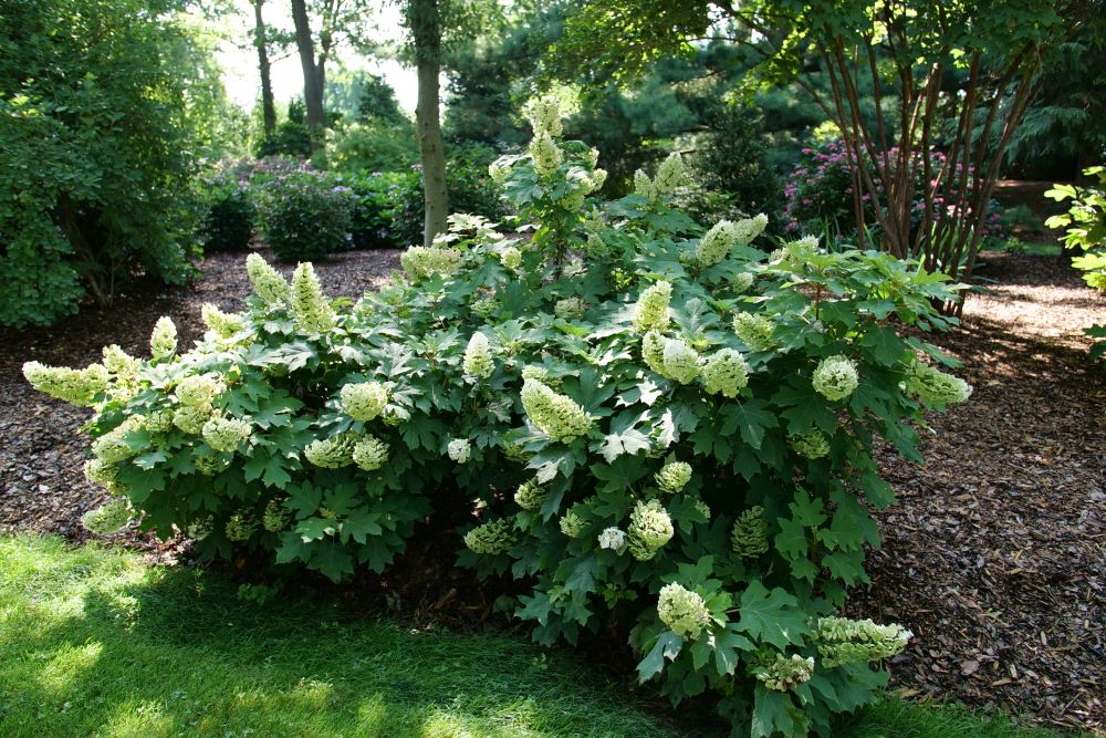 Gatsby Glow Ball® Oakleaf Hydrangea (Hydrangea quercifolia 'NCHQ1') - 3 gallon -Ship Only