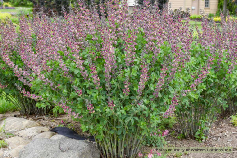 Grape Escape False Indigo (Baptisia '‘Grape Escape’') - 1 gallon -Ship Only