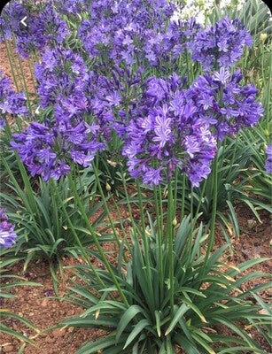 Poppin' Star Lily of the Nile (Agapanthus 'Poppin' Star') - 1 gallon -Ship Only