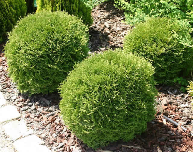 Danica Arborvitae (Thuja occidentalis 'Danica') - 3 gallon 12" -Ship Only