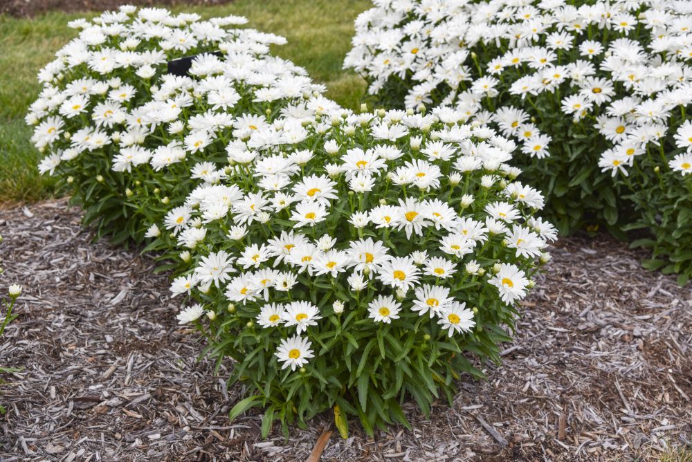 Dream Big Shasta Daisy (Leucanthemum x 'S Dream Big') - 1 gallon -Ship Only