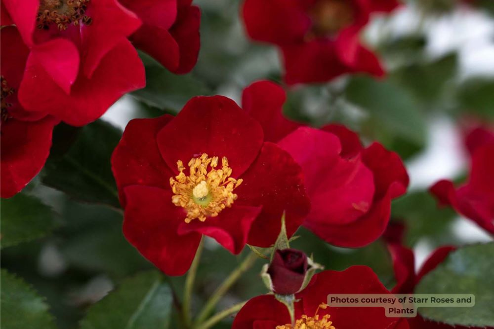Scarlet Drift® rose (Rosa Scarlet Drift® ('Meidelvega')) - 2 gallon -Ship Only