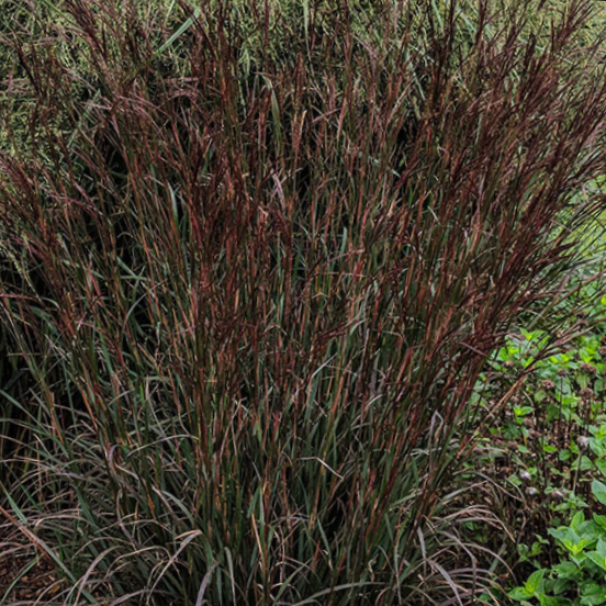 Blackhawk Big Bluestem Grass (Andropogon 'And. Blackhawks') - 1 gallon -Ship Only