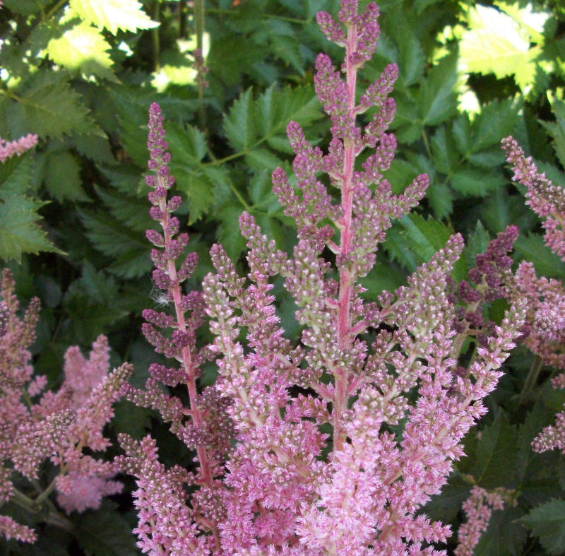Vision In Pink Astilbe (Astilbe chinensis 'Visions in Pink') - QT -Ship Only