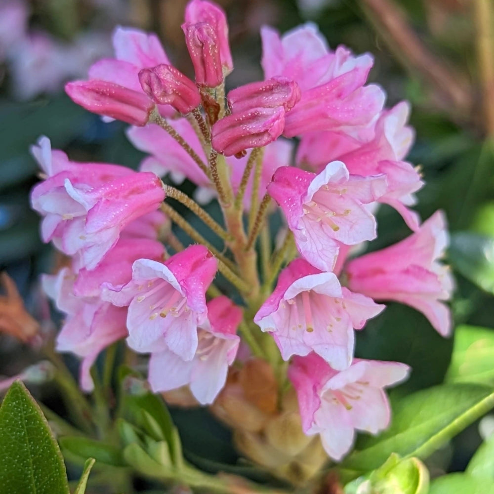 Bloombux® Magenta Rhododendron (Rhododendron micrantha Bloombux Magenta ('microhirs9')) - 3 gallon -Ship Only