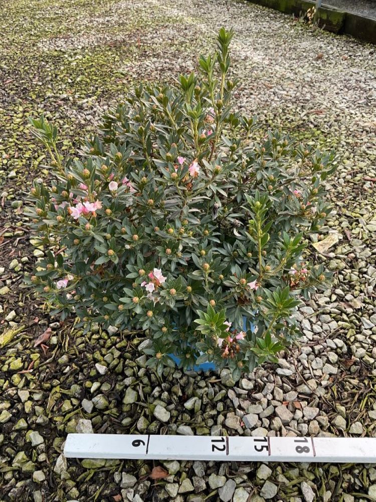 Bloombux® Blush Rhododendron (Rhododendron hirsutum x micrantha Bloombux Blush ‘Microhirs3’) - 3 gallon -Ship Only