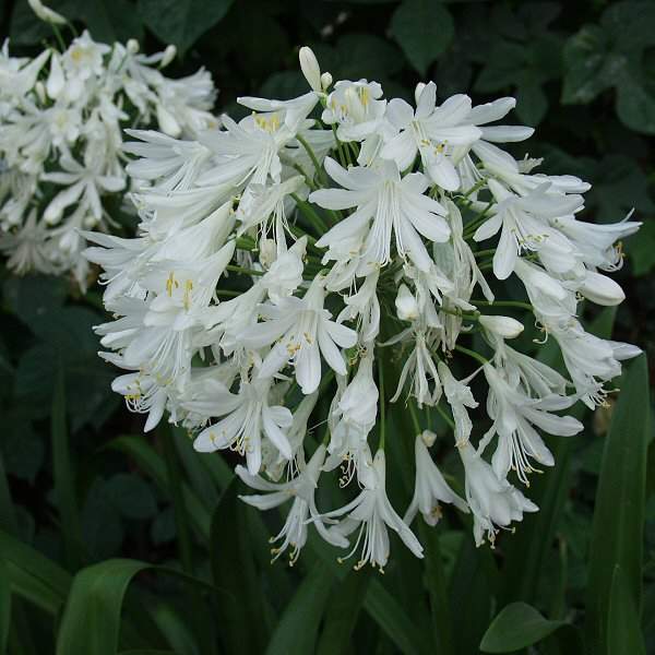 Getty White Lily of the Nile (Agapanthus africanus 'Getty White') - QT -Ship Only