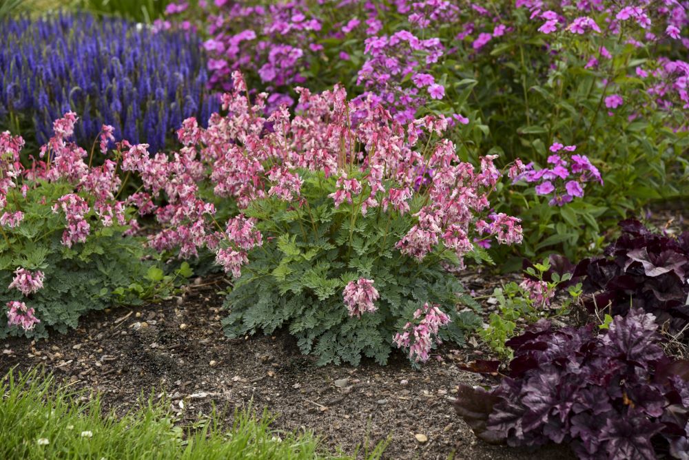 SUN JEWELS™ ‘Pink Diamonds’ Bleeding Heart (Dicentra 'Pink Diamonds') - 1 gallon -Ship Only