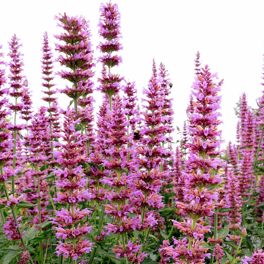 Prince’s Plume Agastache (Agastache ‘Prince’s Plume’) - 1 gallon -Ship Only