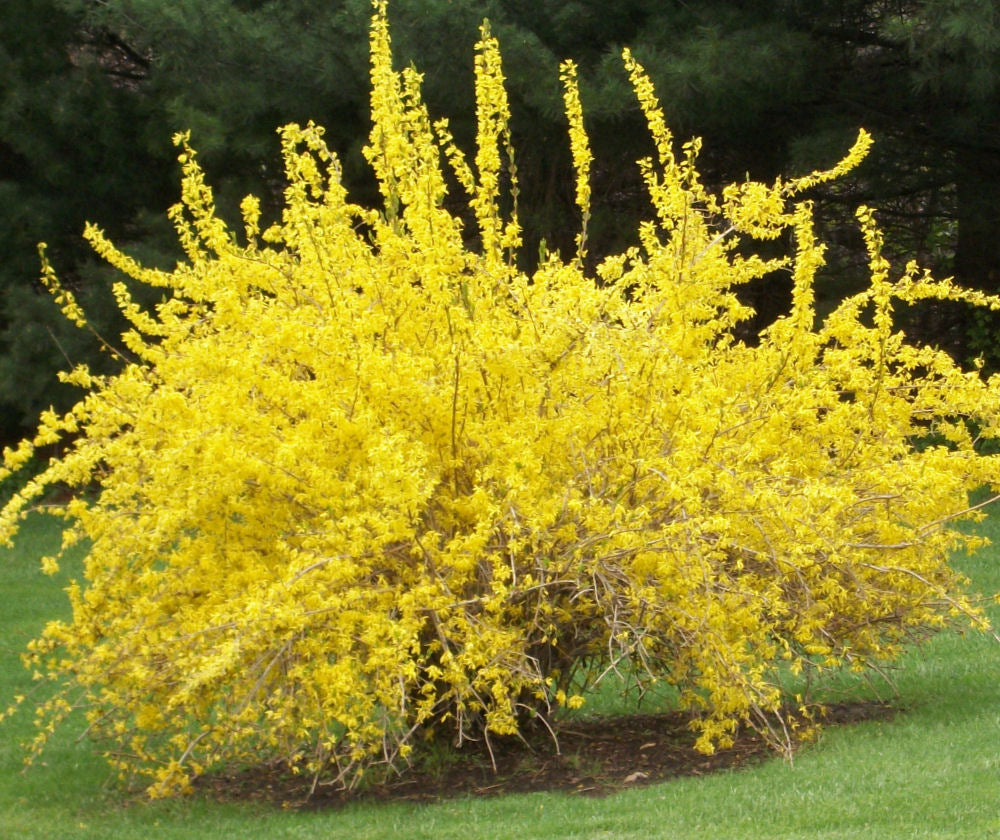 Spring Glory Forsythia (Forsythia x intermedia 'Spring Glory') - QT -Ship Only