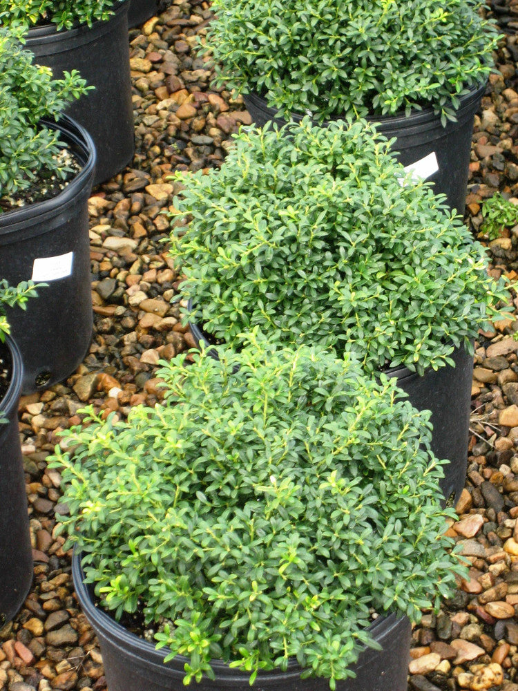 Soft Touch Japanese Holly (Ilex crenata 'Soft Touch') - QT -Ship Only