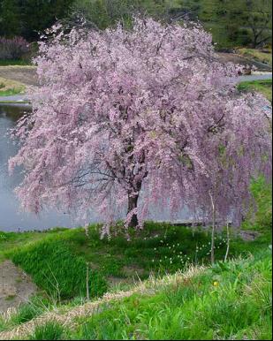 Pink Snow Showers Weeping Cherry (Prunus x 'Pinsnshzam') - 2 gallon UMB -Ship Only