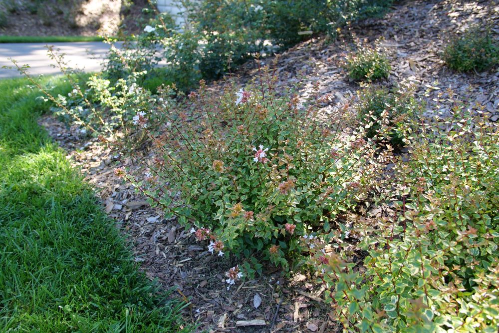 Brilliantina® Abelia (Abelia x grandiflora Brilliantina®) - QT -Ship Only