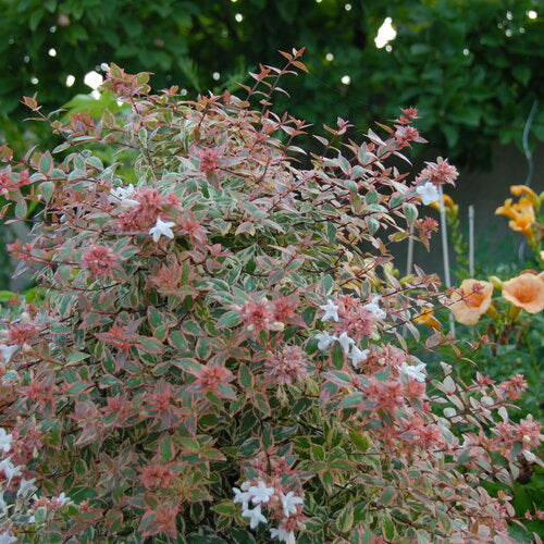 Tres Amigos® Abelia (Abelia grandiflora ‘Tres Amigos’) - QT -Ship Only