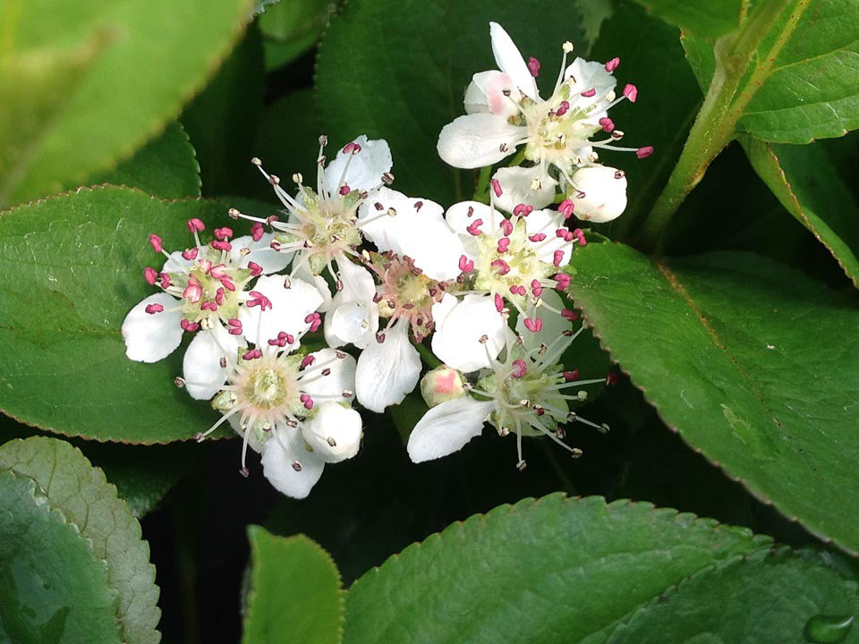 Low Scape Mound® Chokeberry (Aronia 'Low Scape Mound') - QT -Ship Only