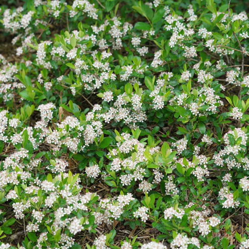 Ground Hug® Aronia melanocarpa (Aronia melanocarpa 'Groundhug') - QT -Ship Only