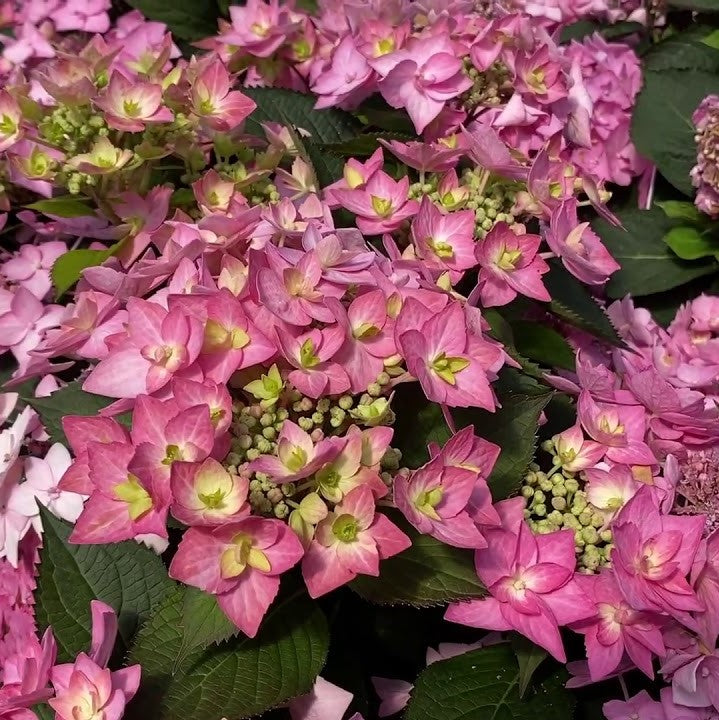 Let's Dance Can Do!® Reblooming hydrangea (Hydrangea macrophylla 'Lets Dance Can Do') - QT -Ship Only