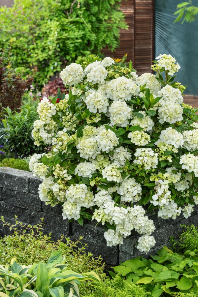 Fairytrail® White Cascade Hydrangea (Hydrangea paniculata 'Fairytrail White Cascade') - QT -Ship Only