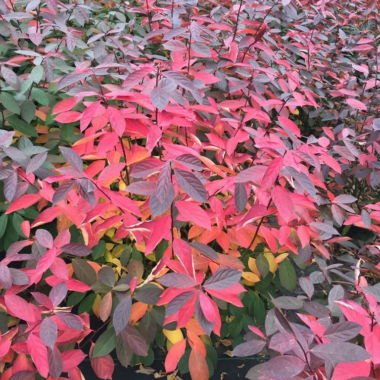 Proven Winners® Color Choice® Scentlandia Sweetspire (Itea virginica '‘Smnivdfc’') - QT -Ship Only
