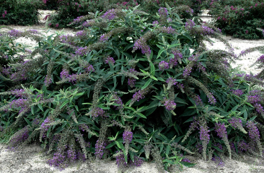 Proven Winners® Color Choice® Lo & Behold® Purple Haze Butterfly Bush (Buddleia x 'Purple Haze') - QT -Ship Only
