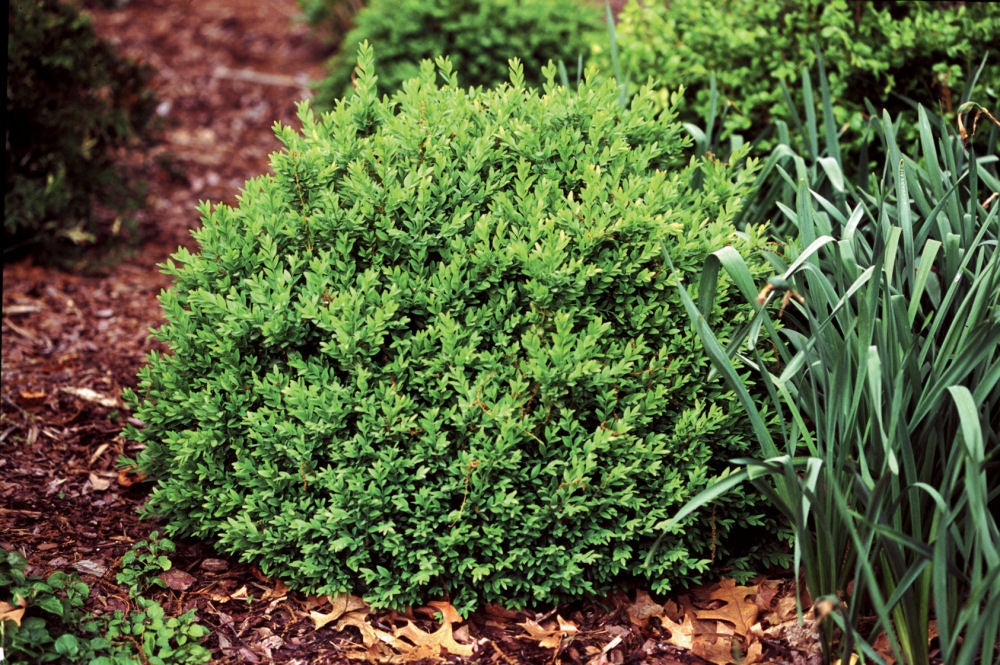 Proven Winners® Color Choice® North Star™ Boxwood (Buxus sempervirens 'Katerberg') - QT -Ship Only