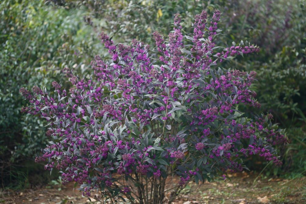 Pearl Glam® Beautyberry (Callicarpa x Pearl Glam®) - QT -Ship Only