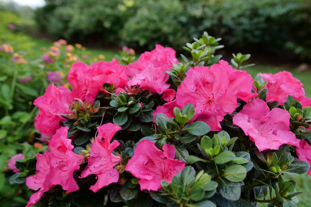 Perfecto Mundo Epic Pink® Azalea (AZALEA PERFECTO MUNDO EPIC PINK) - QT -Ship Only