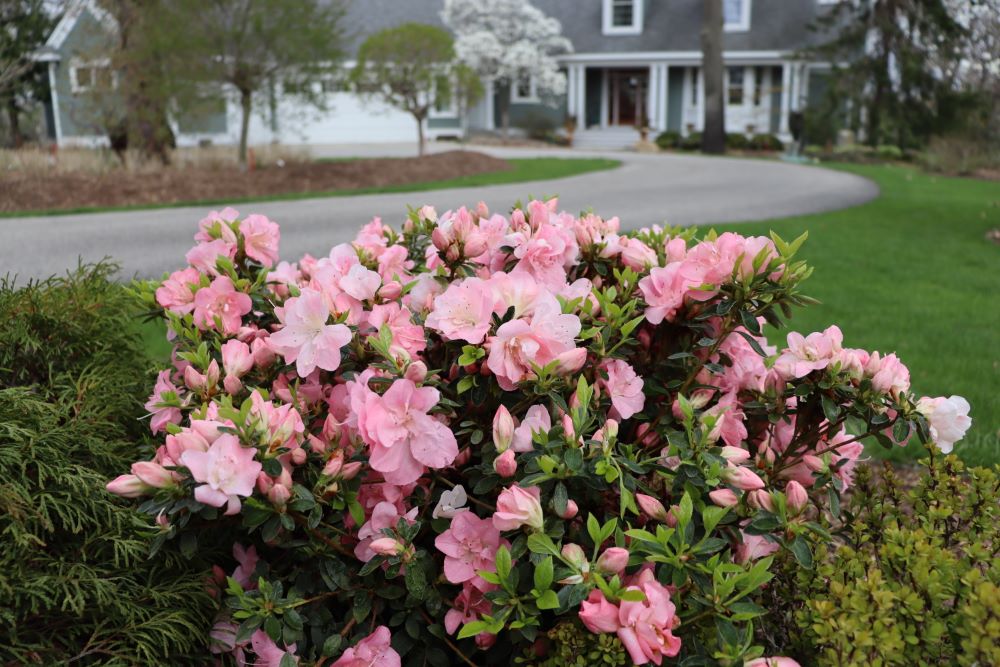 Perfecto Mundo Pink Carpet® Azalea (Rhododendron x 'Pink Carpet’ (NCRX11)) - QT -Ship Only