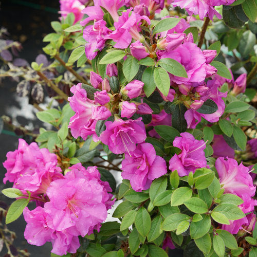 Perfecto Mundo® Double Purple Reblooming Azalea (Azalea 'Perfecto Mundo Dbl Purple') - QT -Ship Only
