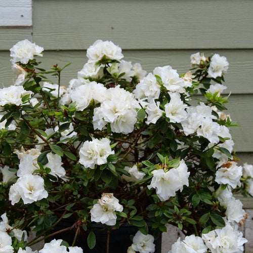 Perfecto Mundo® Double White Reblooming Azalea (Azalea 'Perfecto Mundo Dbl White') - QT -Ship Only