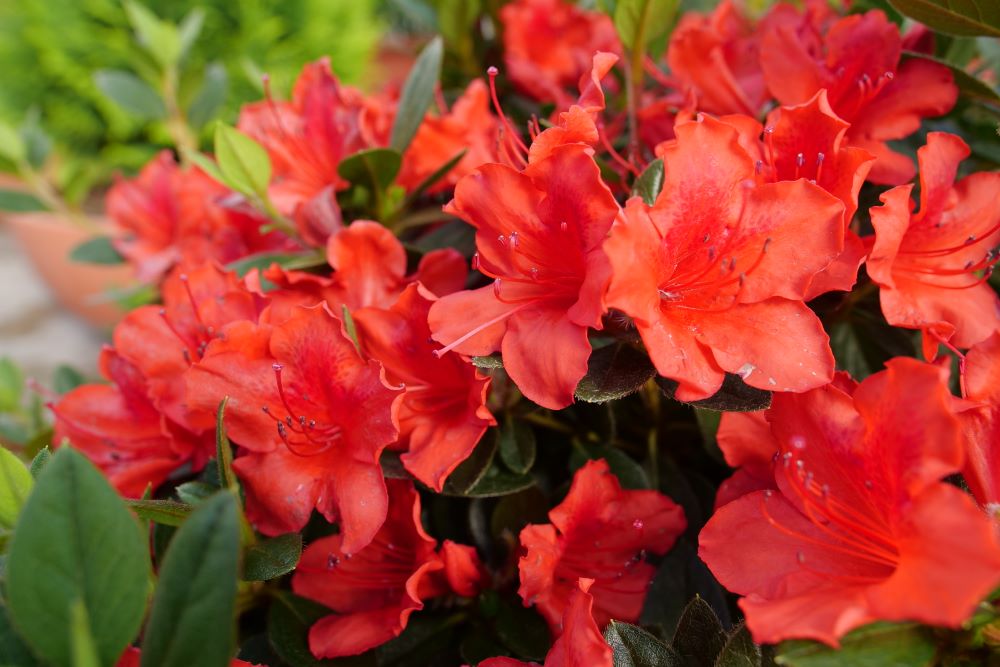 Perfecto Mundo® Orange Azalea (Rhododendron x ‘Orange’ (NCRX6)) - QT -Ship Only