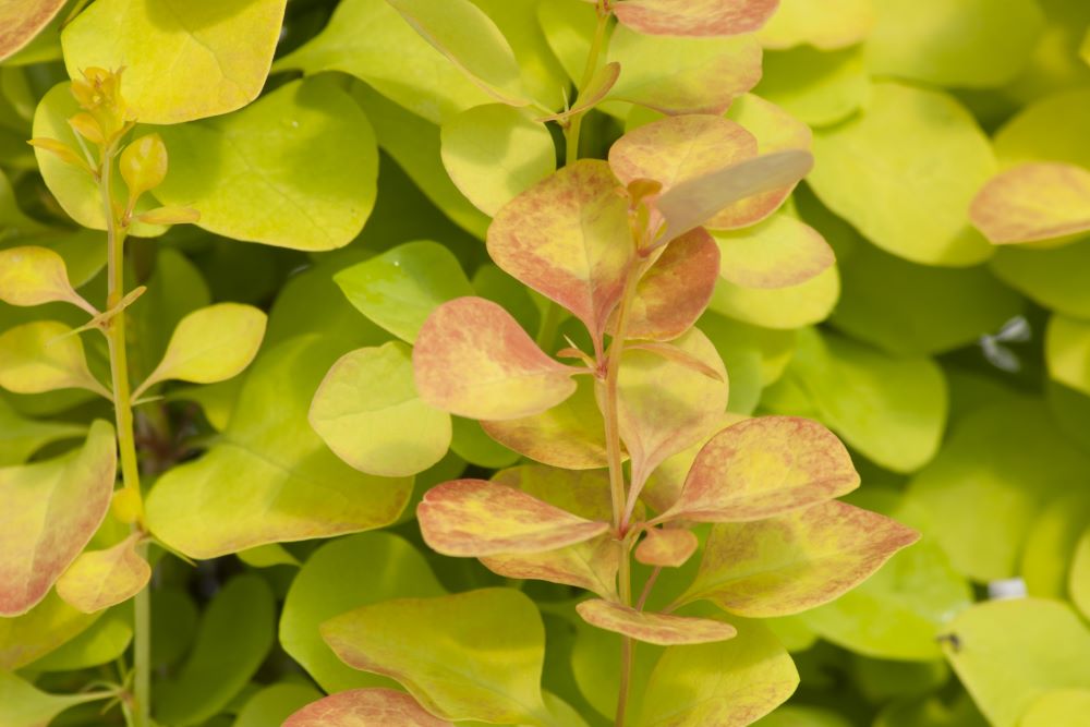 Sunjoy Gold Pillar® Barberry ( Berberis thunbergii 'Maria') - QT -Ship Only