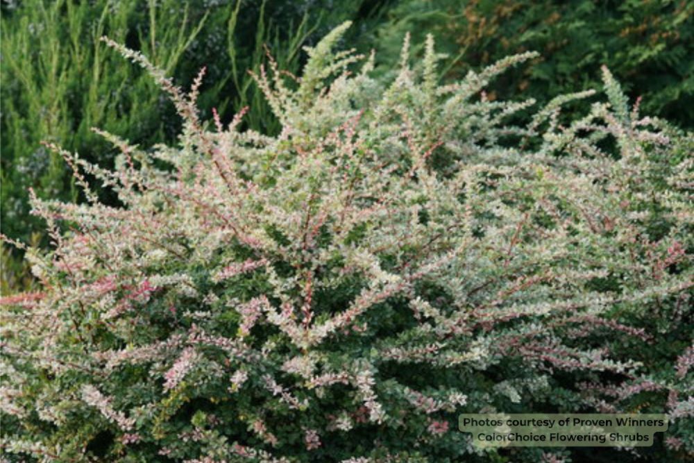Sunjoy Sequins® Barberry (Berberis thunbergii 'Sunjoy Seguins') - QT -Ship Only