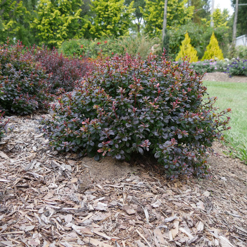 Sunjoy Todo® Barberry (Berberis thunbergii 'Sunjoy Todo') - QT -Ship Only
